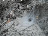 Araña doméstica - Tegenaria atrica. Nido. Los Villares