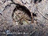 Araña doméstica - Tegenaria atrica. Haciéndose la muerta en su nido. Navas de San Juan