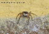 Araña saltadora - Menemerus Semilimbatus. Los Villares