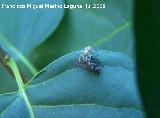 Araña saltadora - Menemerus Semilimbatus. Segura