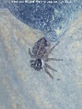 Araña saltadora - Menemerus Semilimbatus. Los Villares