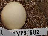 Pjaro Avestruz - Struthio camelus. Huevo. Parque de las Ciencias