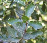 Coscoja - Quercus coccifera. Crdoba