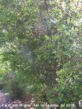 Coscoja - Quercus coccifera. Cazorla