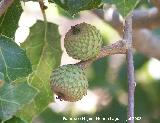 Coscoja - Quercus coccifera. Cazorla
