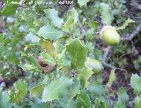 Coscoja - Quercus coccifera. Giribaile - Vilches