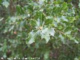 Coscoja - Quercus coccifera. Zagrilla Baja - Priego de Crdoba