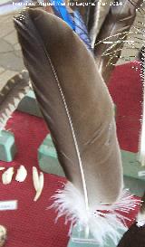 Pájaro Buitre leonado - Gyps fulvus. Pluma. Navas de San Juan
