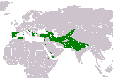 Pájaro Buitre leonado - Gyps fulvus. Wikipedia