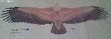 Pájaro Buitre leonado - Gyps fulvus. Dibujo