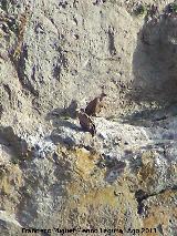 Pájaro Buitre leonado - Gyps fulvus. El Calarico - Santiago Pontones