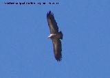 Pájaro Buitre leonado - Gyps fulvus. Cazorla
