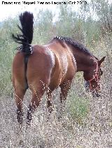 Caballo - Equus caballus. Alcaudete