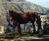 Caballo - Equus caballus. Cazorla