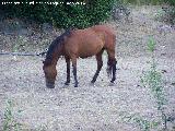 Caballo - Equus caballus. La Fresnesdilla - Villacarrillo