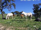 Caballo - Equus caballus. Sierra Morena - Navas de San Juan