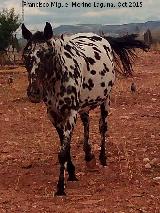 Caballo - Equus caballus. Dálmata. Santisteban del Puerto