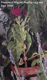 Cresta de gallo - Celosia argentea var. cristata. Los Villares