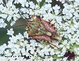 Chinche del cuero - Carpocoris purpureipennis. Segura