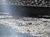 Pájaro Cormorán - Phalacrocorax carbo. Cormoranes junto a la presa del Pantano de Marmolejo