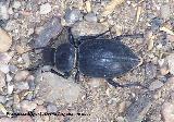 Escarabajo Tentyria - Tentyria sp. Murcia