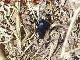 Escarabajo Tentyria - Tentyria sp. Peña de Martos - Martos