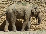 Elefante asiático - Elephas maximus. Córdoba
