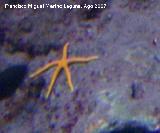 Estrella grácil - Chaetaster longipes. Santa Pola