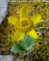Botn de oro - Ranunculus demissus. Alcaudete