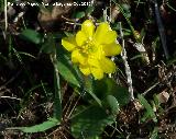 Botn de oro - Ranunculus demissus. Portillo del Fraile - Jan