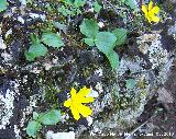 Botn de oro - Ranunculus demissus. Giribaile - Vilches