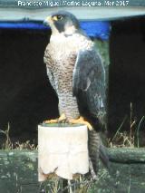Pájaro Halcón peregrino - Falco peregrinus. Riopar