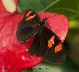 Mariposa heliconius - Heliconius sp. Se le puede apreciar bien la trompa enrollada.<br>Granada.