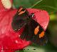 Mariposa heliconius