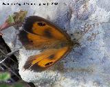 Mariposa lobito agreste - Pyronia tithonus. Segura