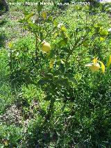 Pomelo - Citrus  paradisi. Los Villares