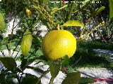 Pomelo - Citrus  paradisi. Los Villares