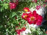 Rosal trepador de flor simple - Rosa spp.. Los Villares