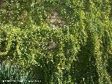 Parra virgen - Parthenocissus tricuspidata. Porcuna