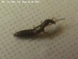 Escarabajo errante pequeño - Ocypus picipennis nevadensis. Los Villares