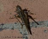 Langosta migratoria - Locusta migratoria. Segura