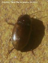 Escarabajo Altise de la patata - Psylliodes affinis. Los Villares