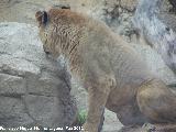 León - Panthera leo. Leona. Tabernas