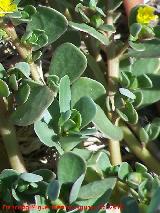 Verdolaga silvestre - Portulaca oleracea. Giribaile - Vilches