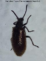 Escarabajo Lanudo - Lagria hirta. Los Villares