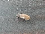 Escarabajo Lanudo - Lagria hirta. Prado Maguillo - Santiago Pontones