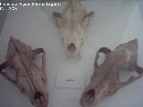 Lobo Ibérico - Canis lupus signatus. Córdoba