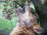 Lobo Ibérico - Canis lupus signatus. Riopar