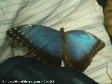 Mariposa Morfo - Morpho peleides. Parque de las Ciencias - Granada