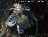 Pulpo - Octopus vulgaris. Santa Pola